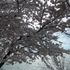 満開の桜（宮が浜と沖島）