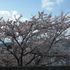満開の桜（宮が浜と沖島）