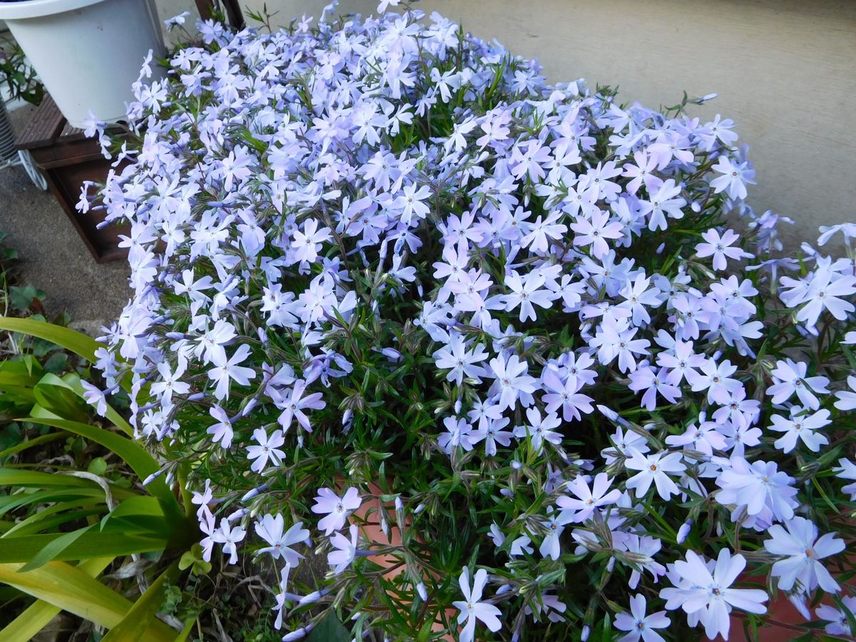 満開　芝桜