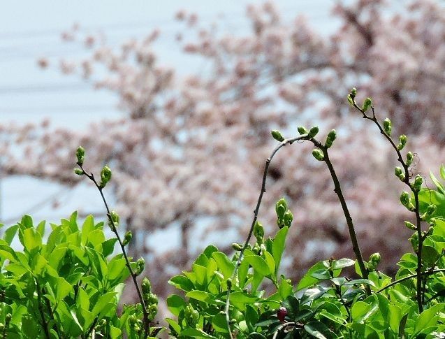 庭から花見