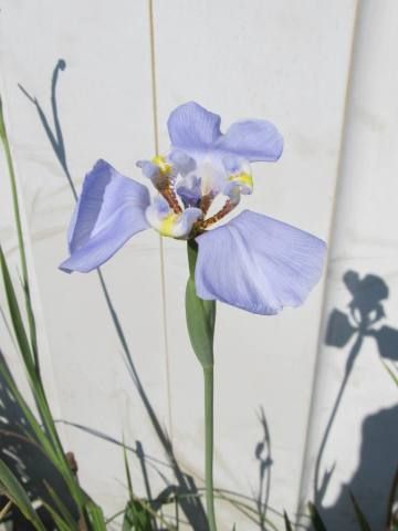 球根の植え付け