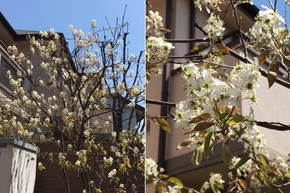 イカリソウが咲いてます