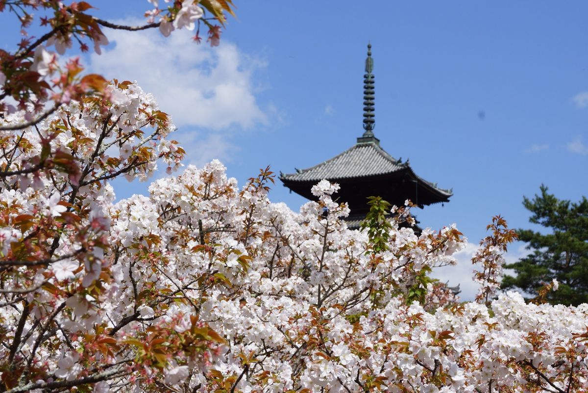 京都の旅