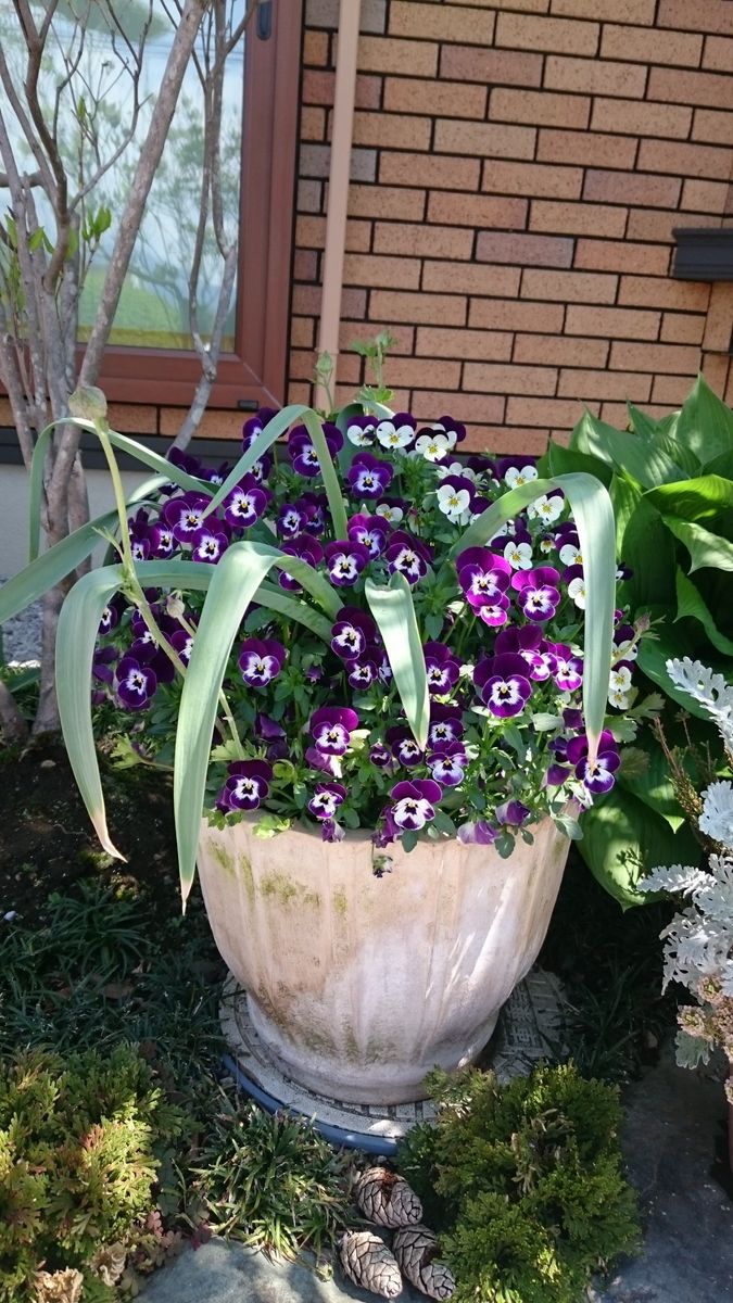 アリウムの花芽！？