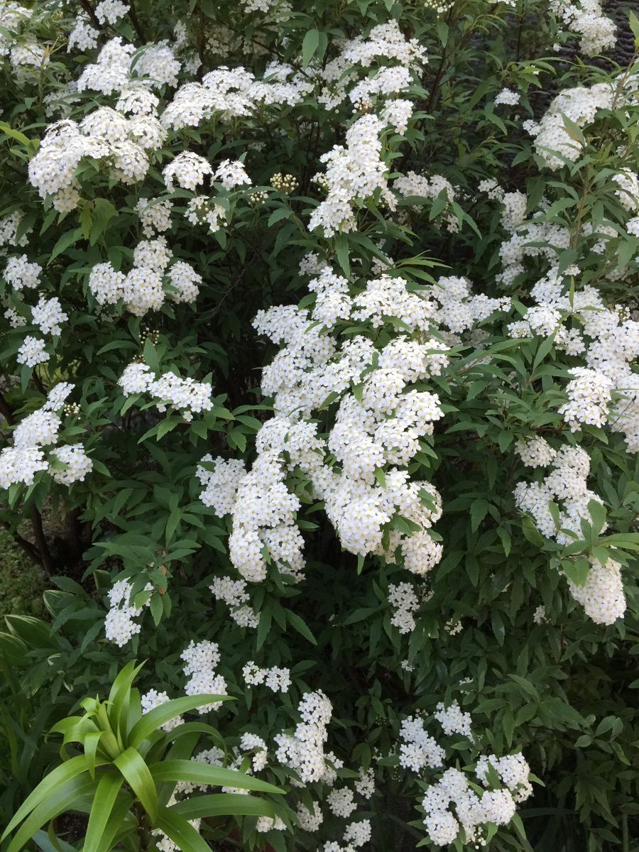 今日の花