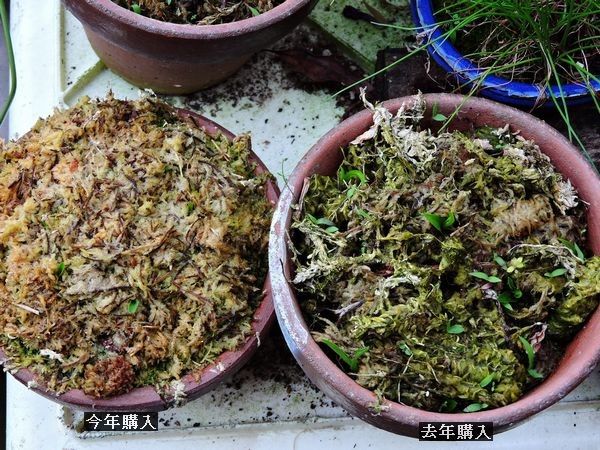 白鷺草発芽