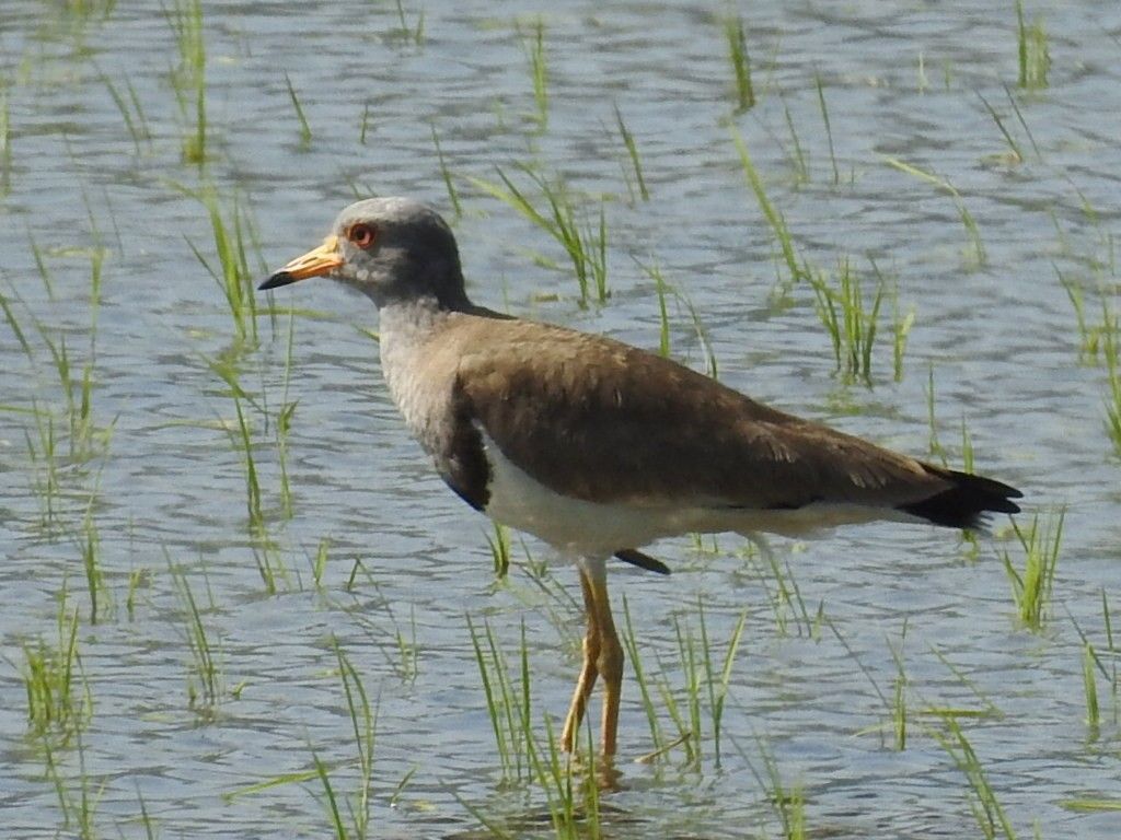 久しぶり？の鳥三昧