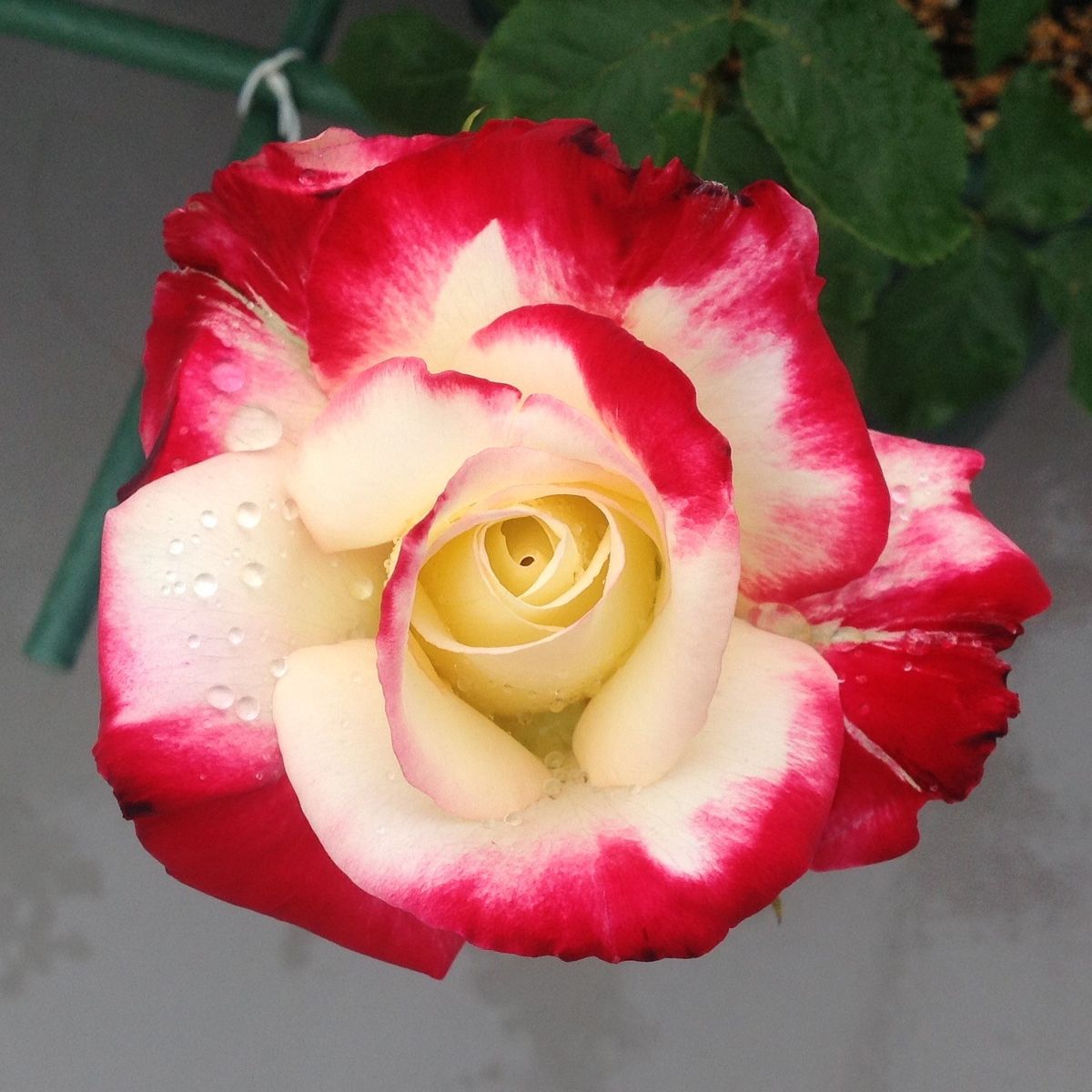 今日の薔薇…殿堂入りのバラ達❣️