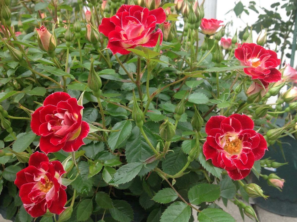 今日のミニ薔薇❣️