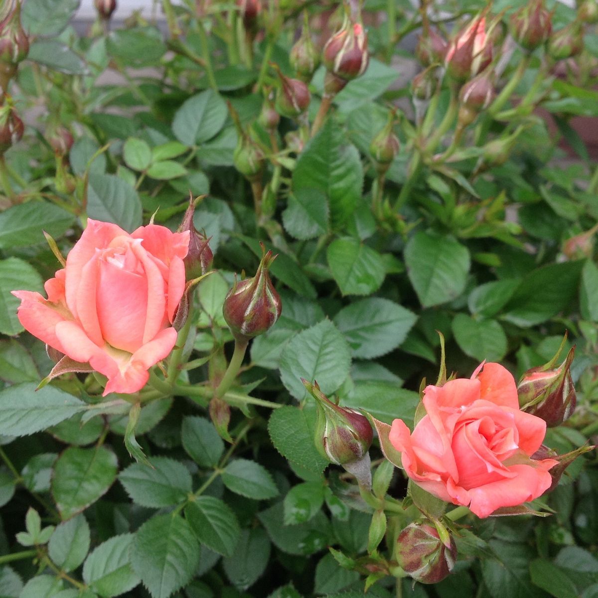 今日のミニ薔薇❣️