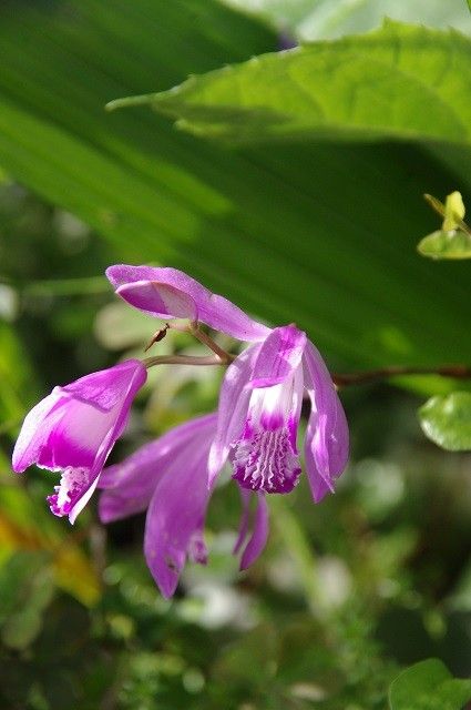 小さな花だね～