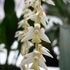 Dendrochilum cobbianum