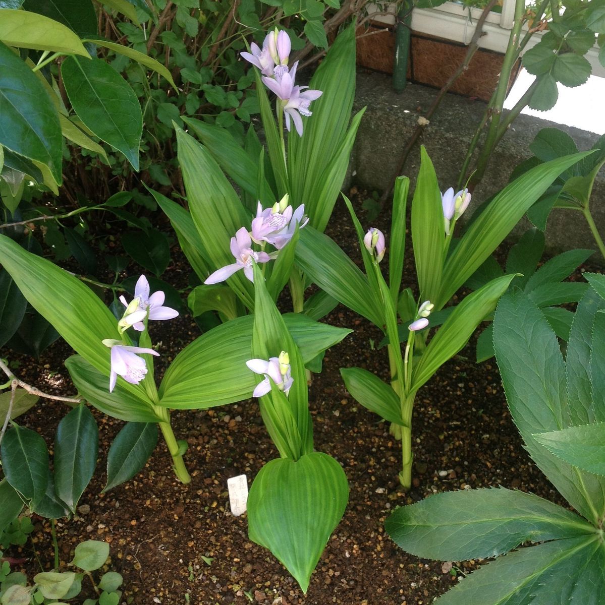 青花シラン…紫式部系❣️