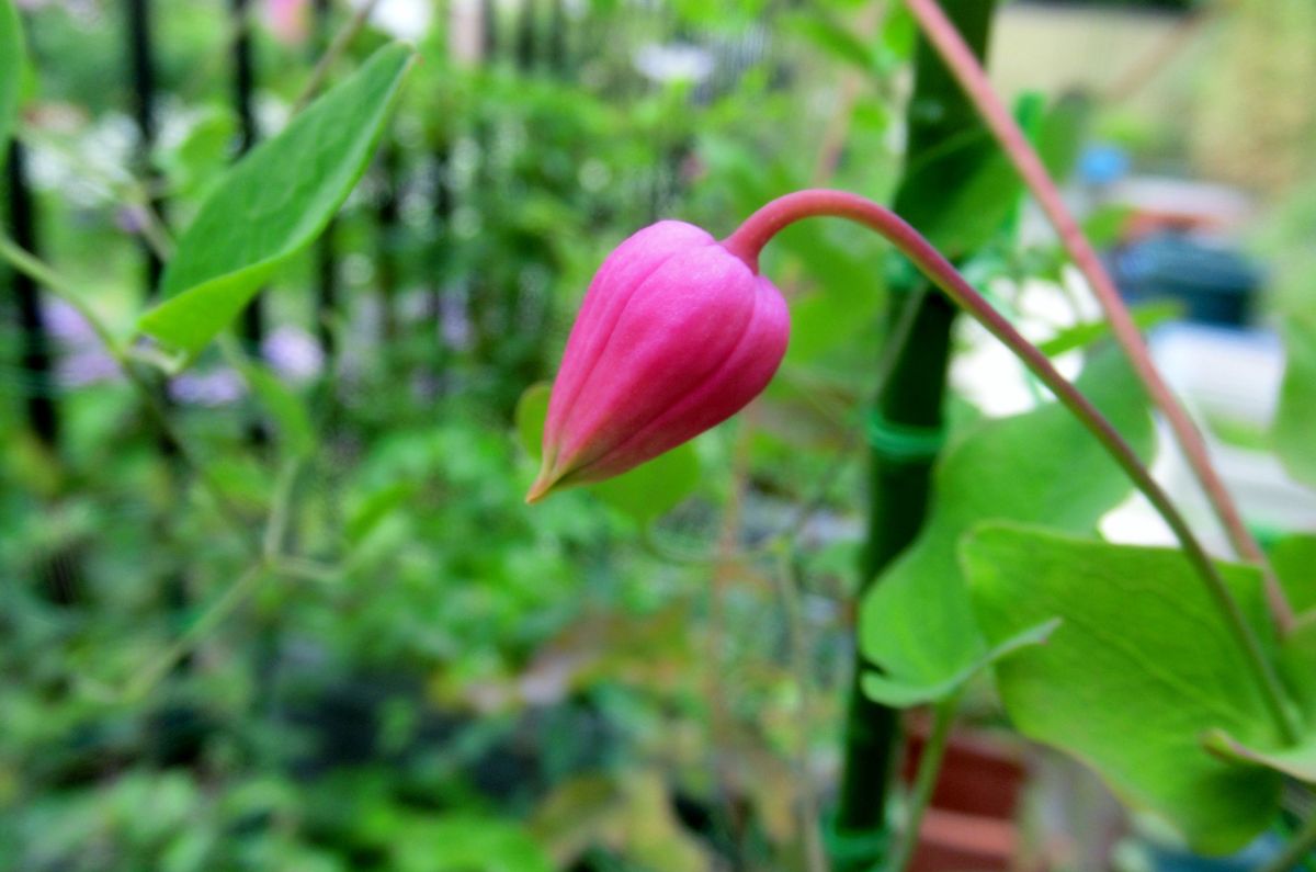 曇り空の下のお花達