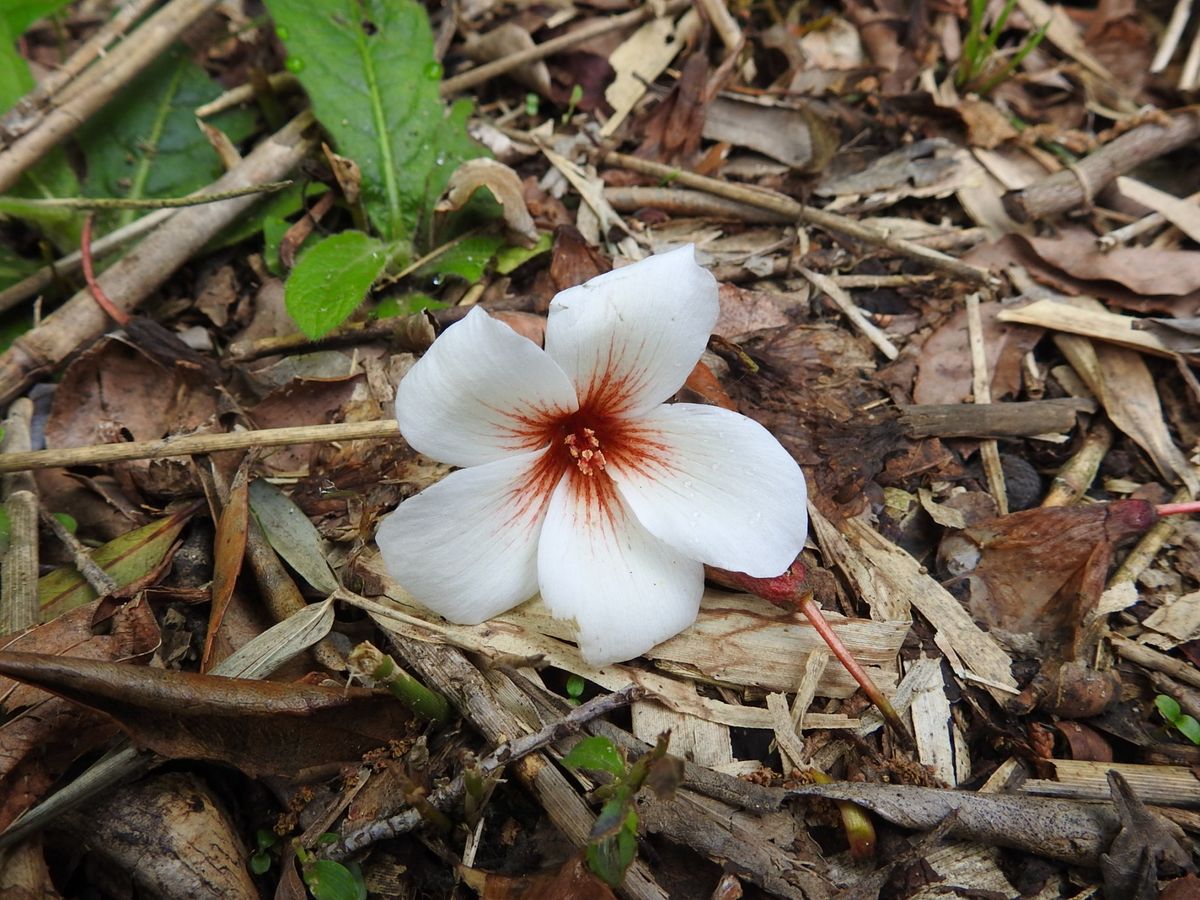 これ、何の花？