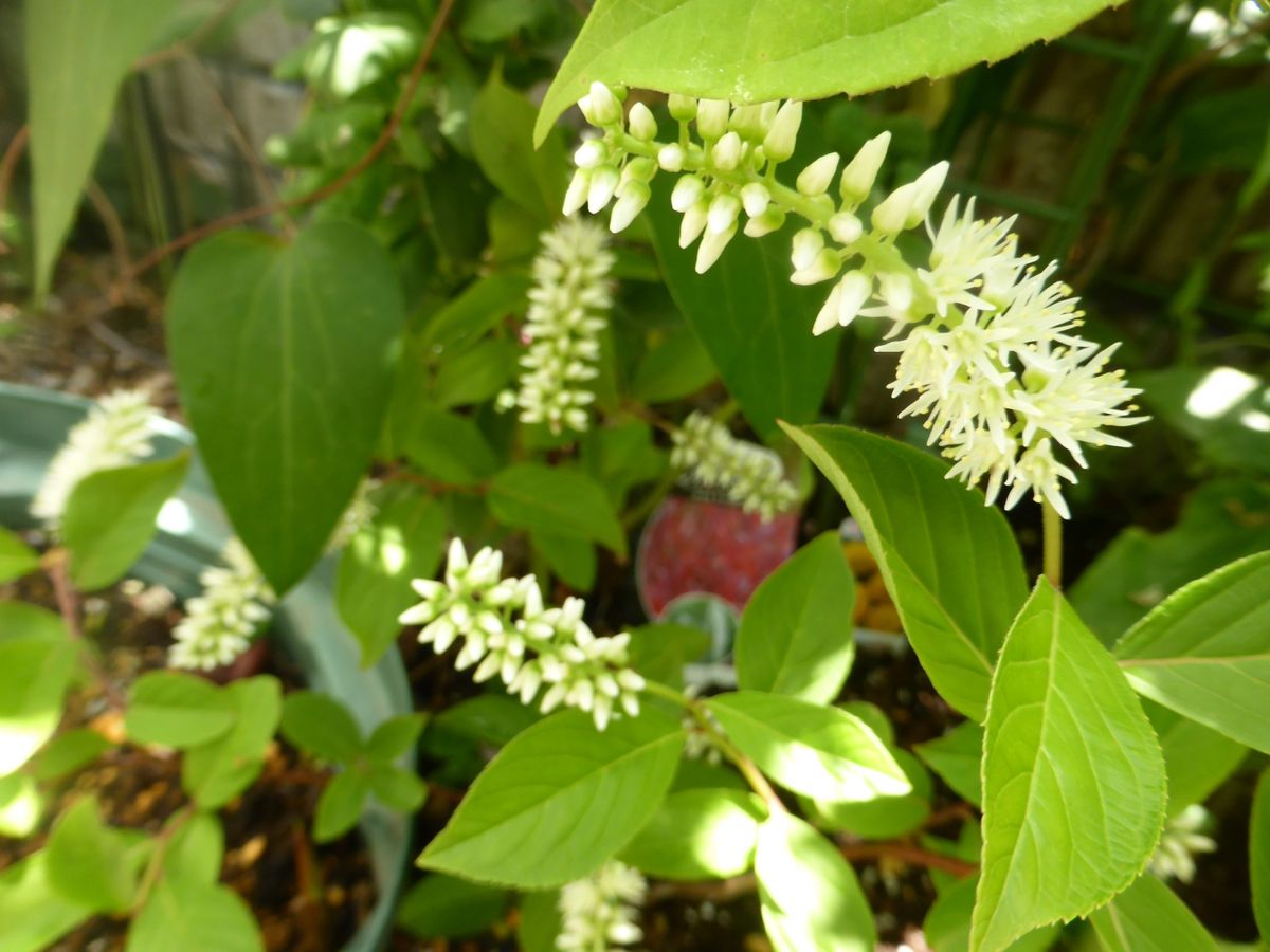 小さな胡瓜雌花咲きました。