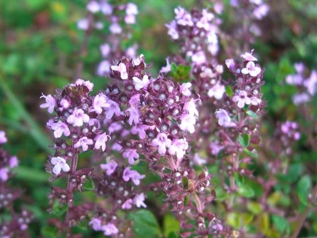 この花は～？