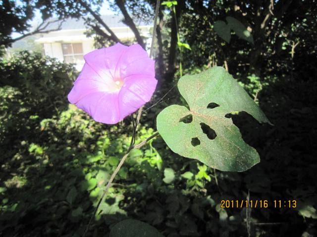 松の揉み上げ・芽切り