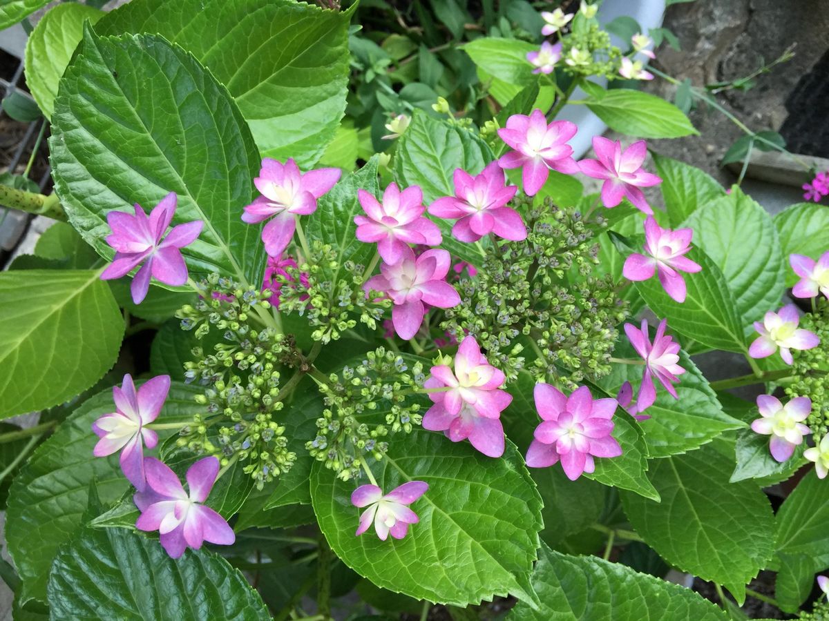 今日の花