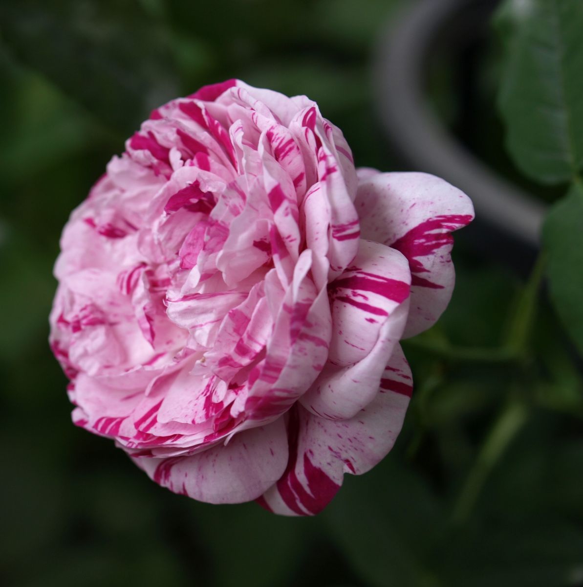 春シーズン最後の薔薇