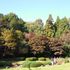 紅葉情報《東山植物園　平成23年11月20日》