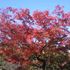 紅葉情報《東山植物園　平成23年11月20日》