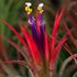 Tillandsia ionantha