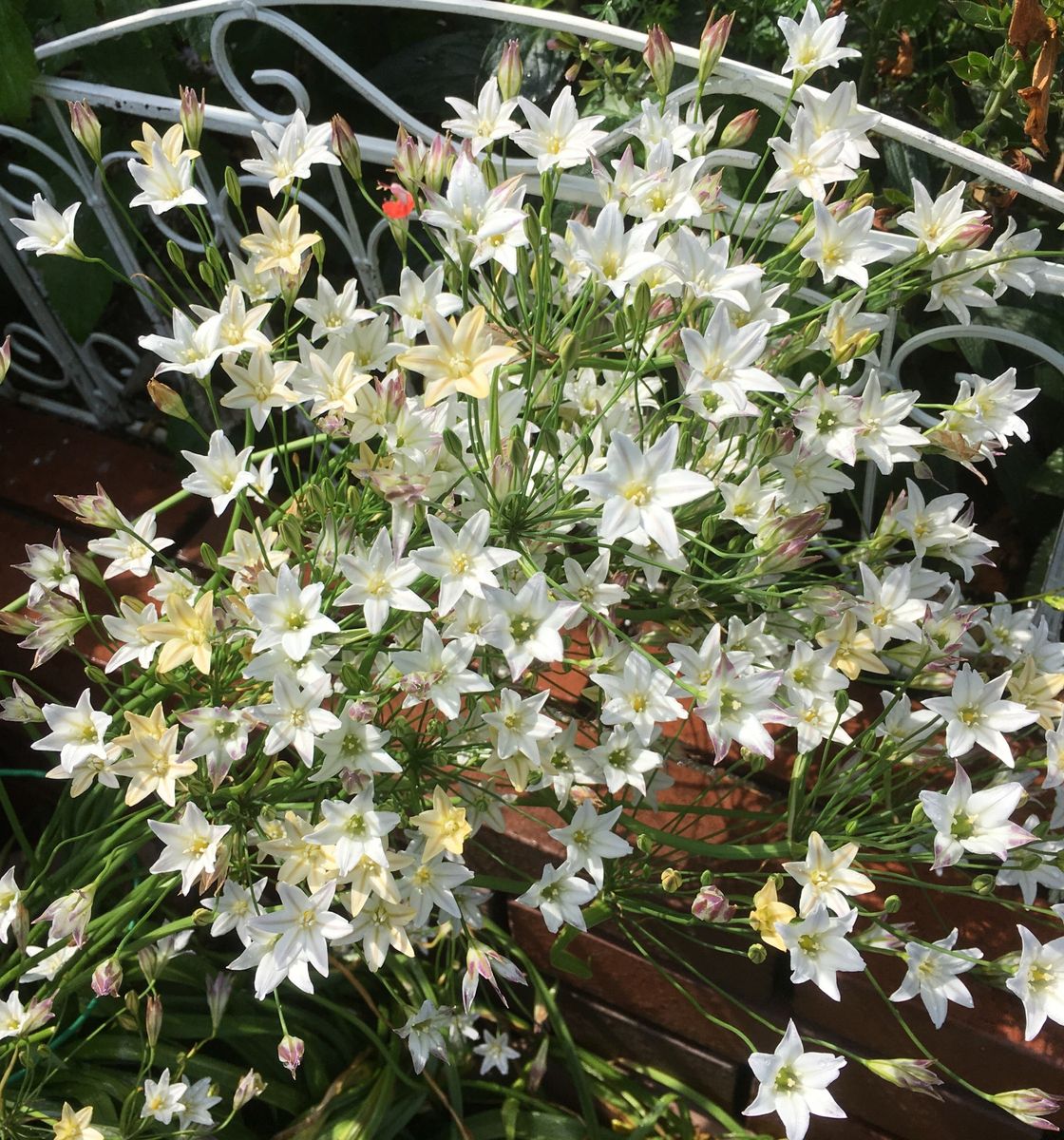 🌸小さなお花のブローディア〜💕