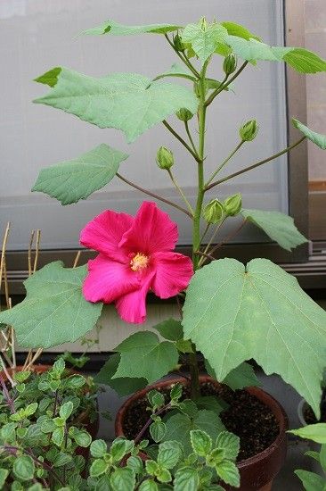 昨秋に挿し木して🌺