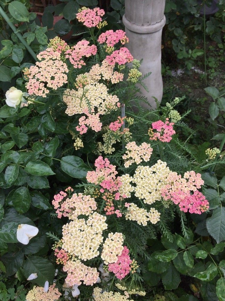 今日のお花たち✿