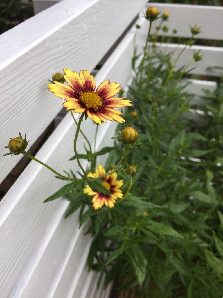 今日のお花たち✿