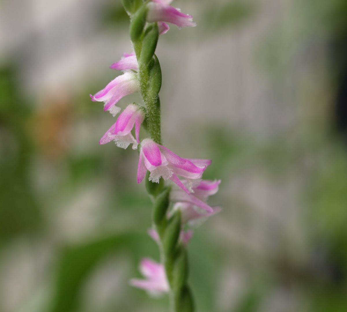 望ましい草、望ましくない草？