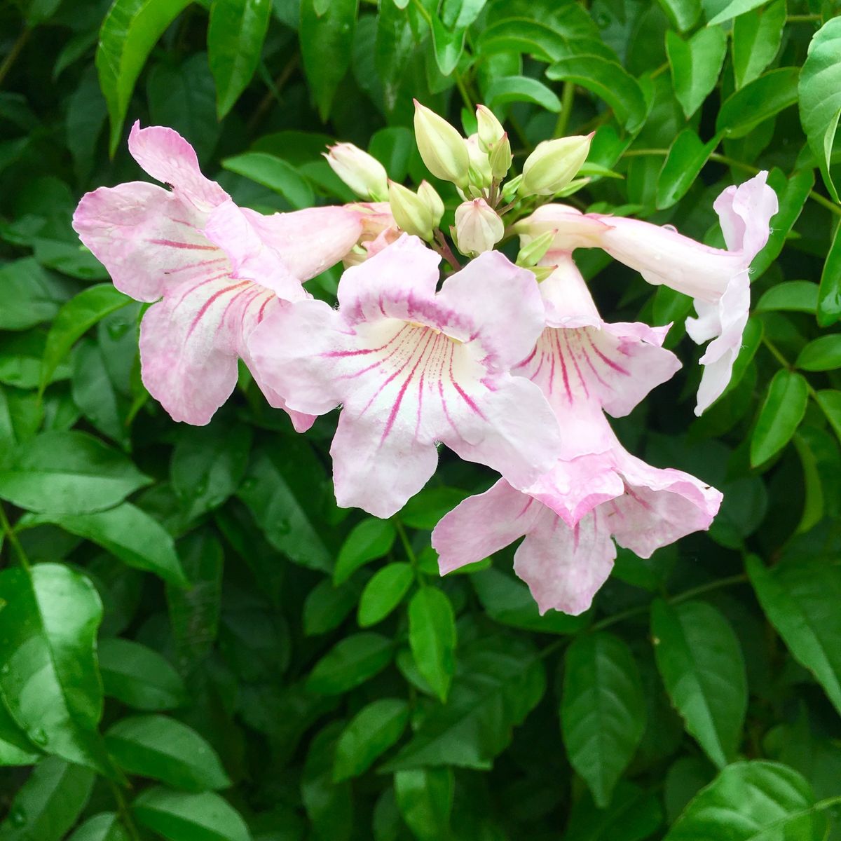 ピンクの花だらけになってしまった😵