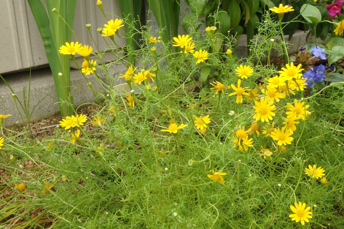 今日のお花たち（時計草・チェッカーベリー）