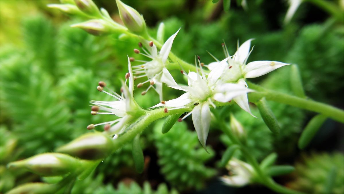 小さな花は神秘的？