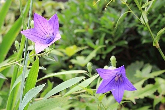 青紫色の花たち