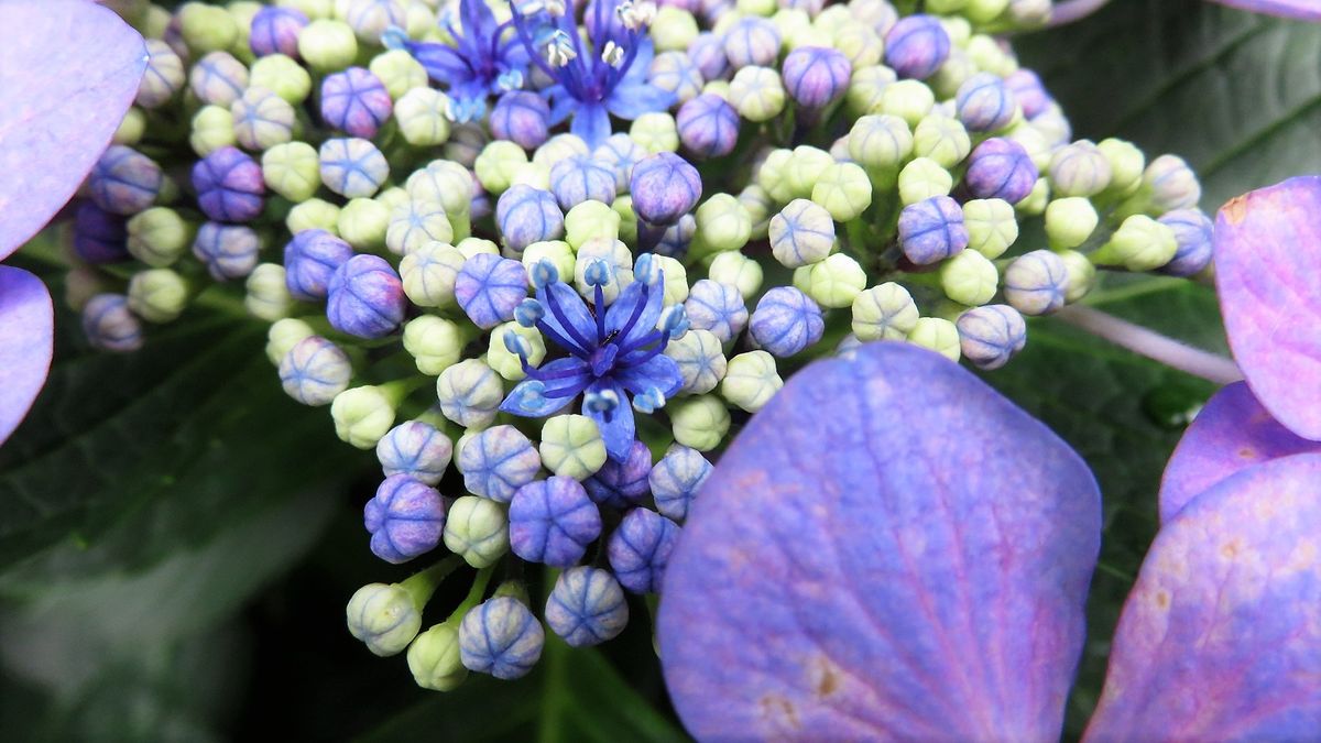 裏庭の紫陽花9日目