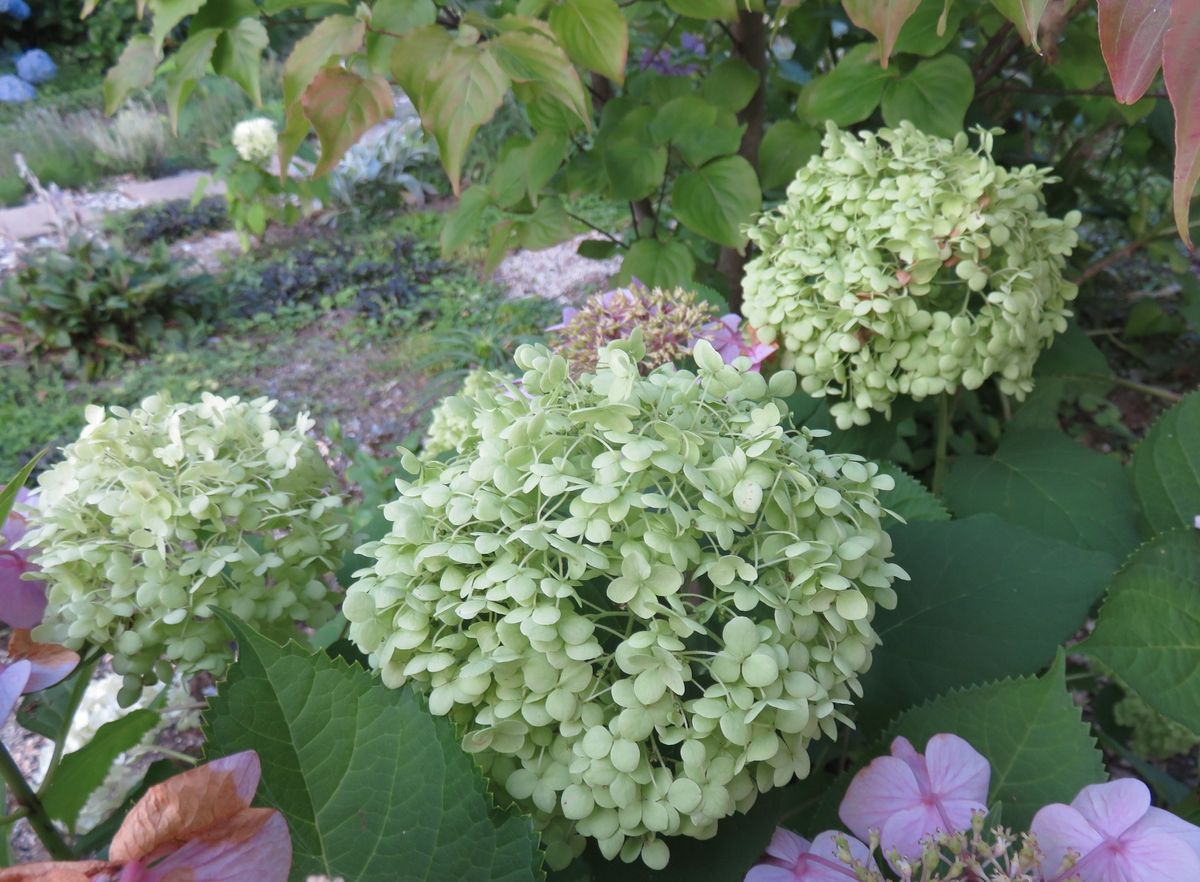 花色の変化を楽しむ～アジサイ