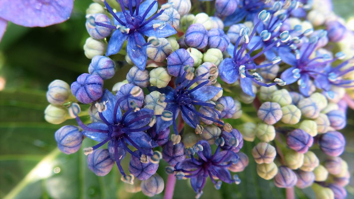 裏庭の紫陽花10日目