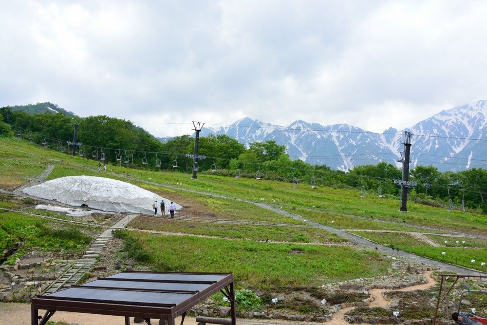 雪解け？とシラネアオイ