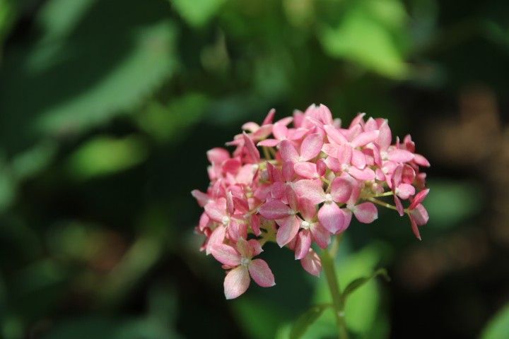 お庭のかわいいお花達