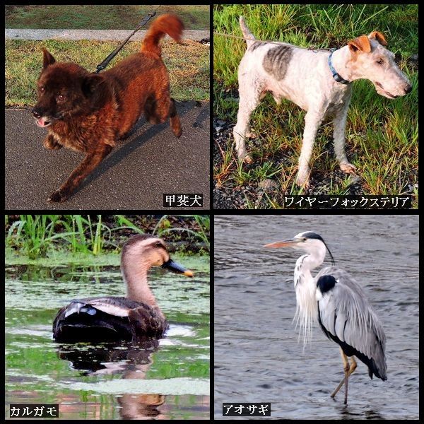 ウォーキングMS⑤163日目(1623日)