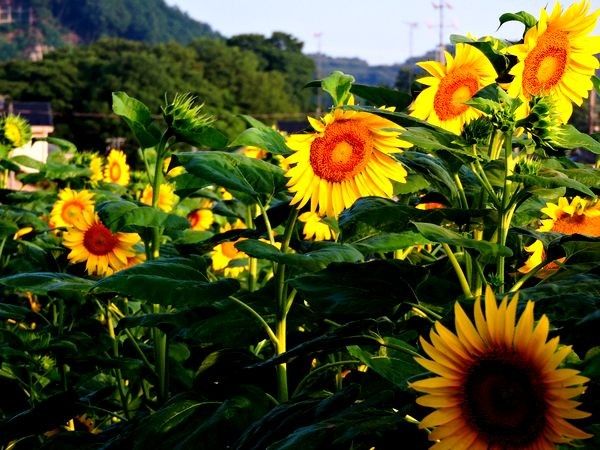 田圃道に咲くヒマワリ