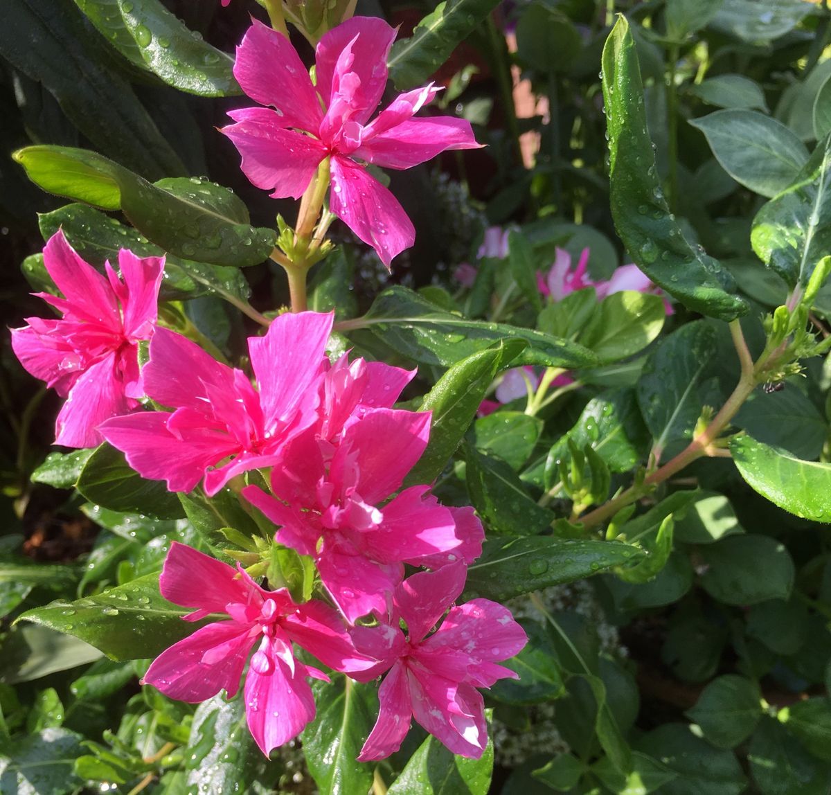 🌺斑入りの葉っぱでお気に入り〜💕