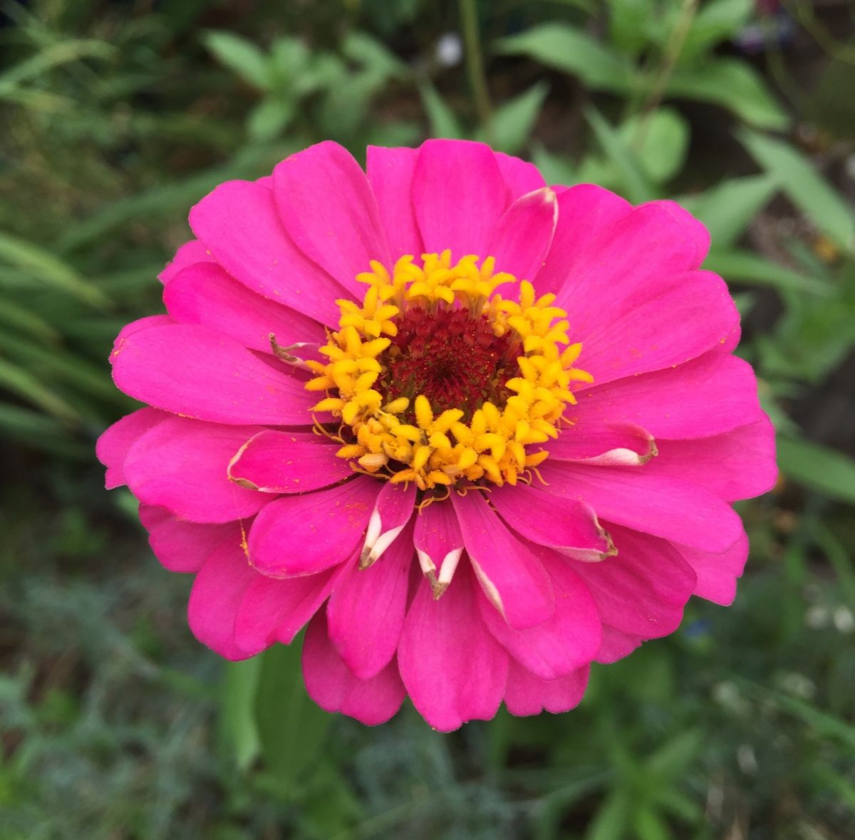 今日の花