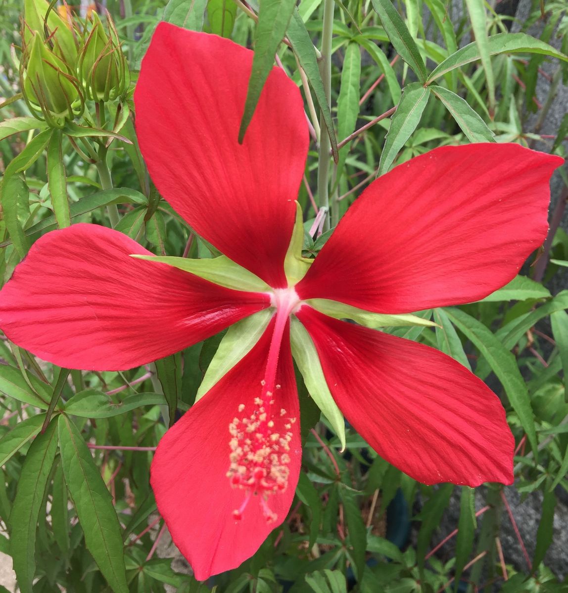 今日の花