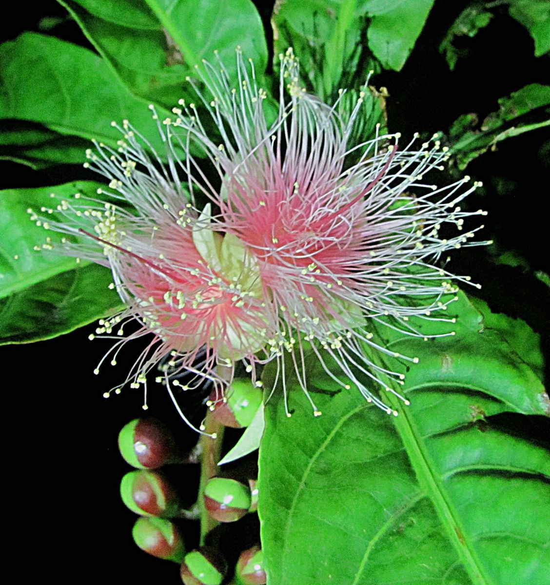 サガリバナ開花です