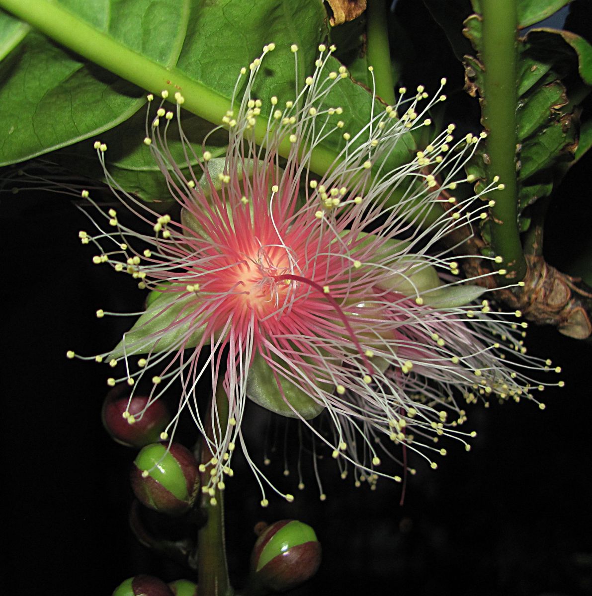 サガリバナ開花です