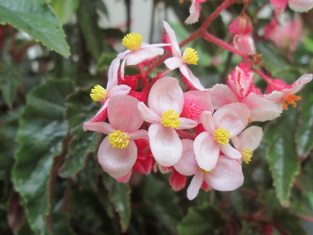 雄花と雌花