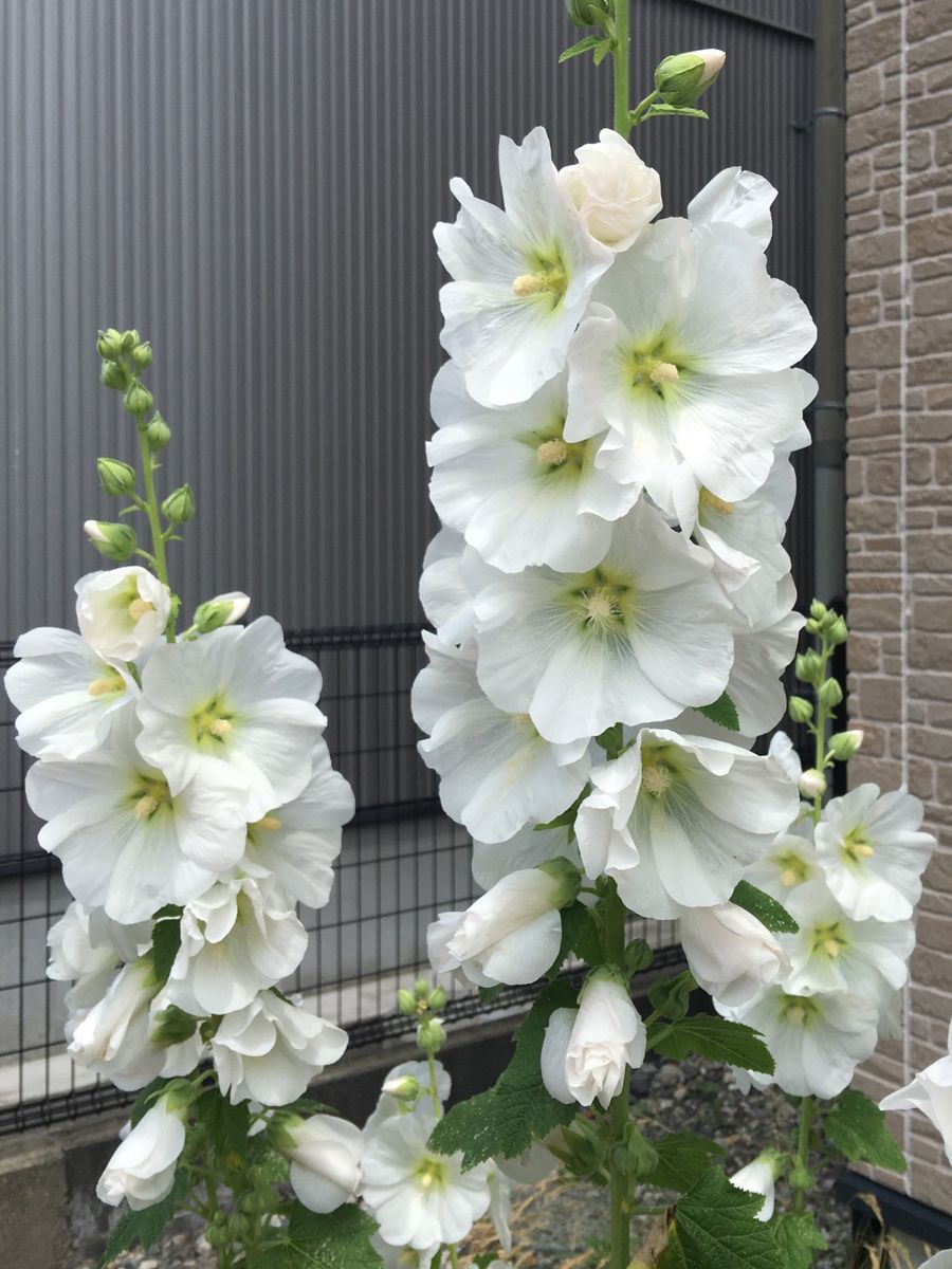 夏の花たち🌼